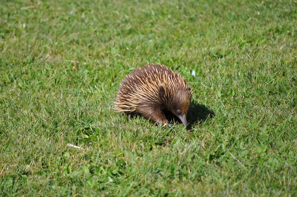 Tallawarra Homestead Tonimbuc Exteriér fotografie