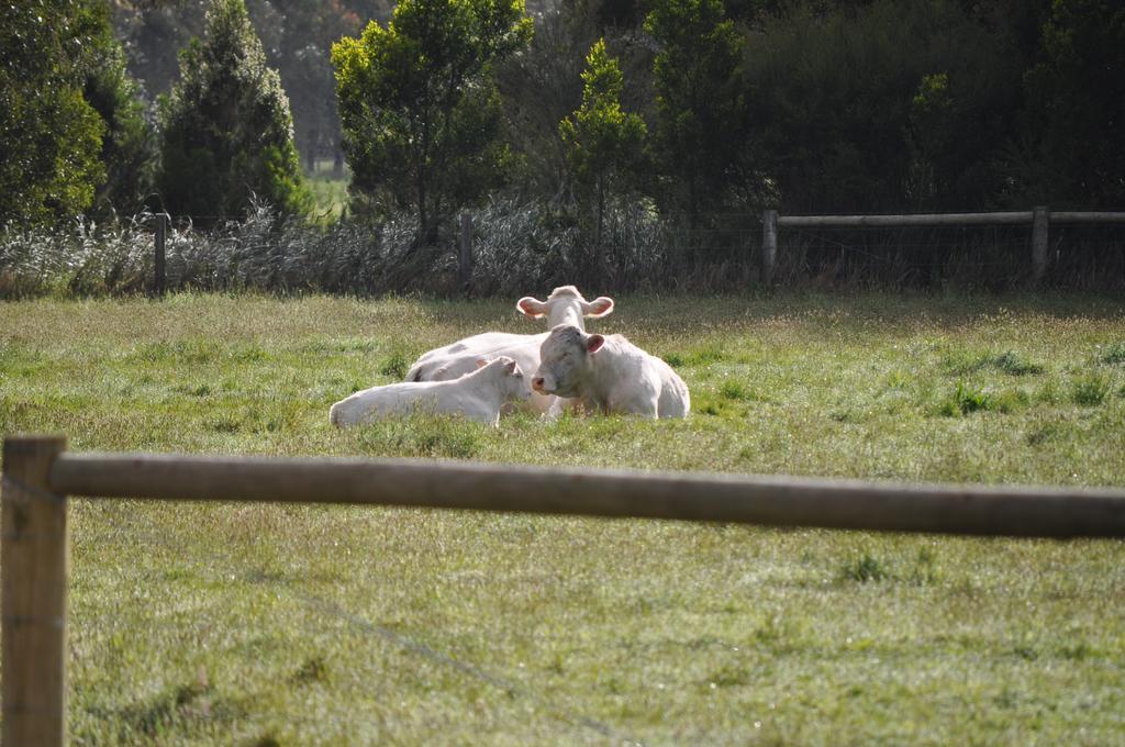 Tallawarra Homestead Tonimbuc Exteriér fotografie